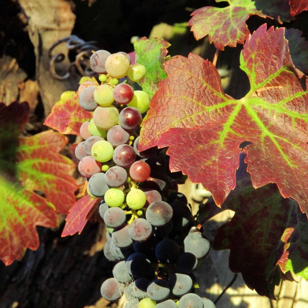 Colorado Wineries Vineyard